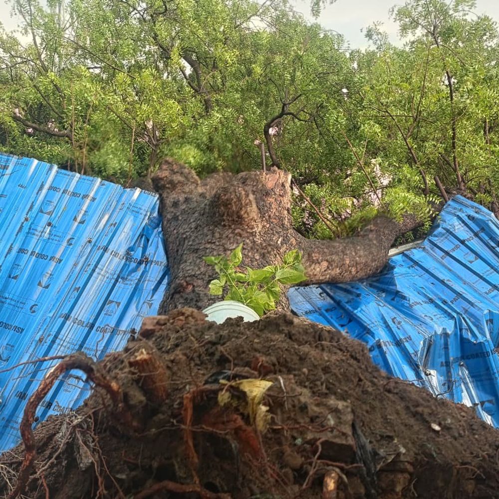 धनरूआ में नीम का पेड़ शेड पर गिरा:मवेशी घायल, तेंज आंधी आने के दौरान हुआ हादसा