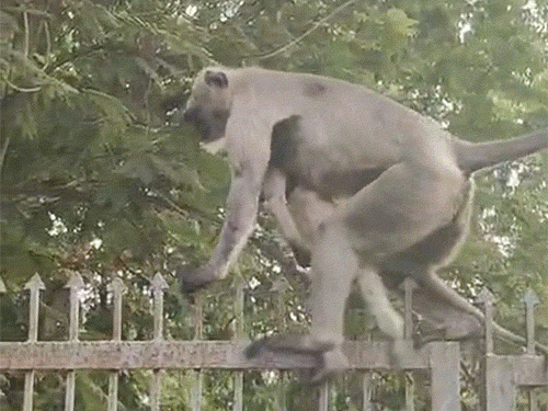 मरे बच्चे को गोद में लेकर घूमती रही लंगूर मां,VIDEO:रायगढ़ में करंट लगने से मौत की आशंका;लंबे समय तक सीने से लगाए रखा