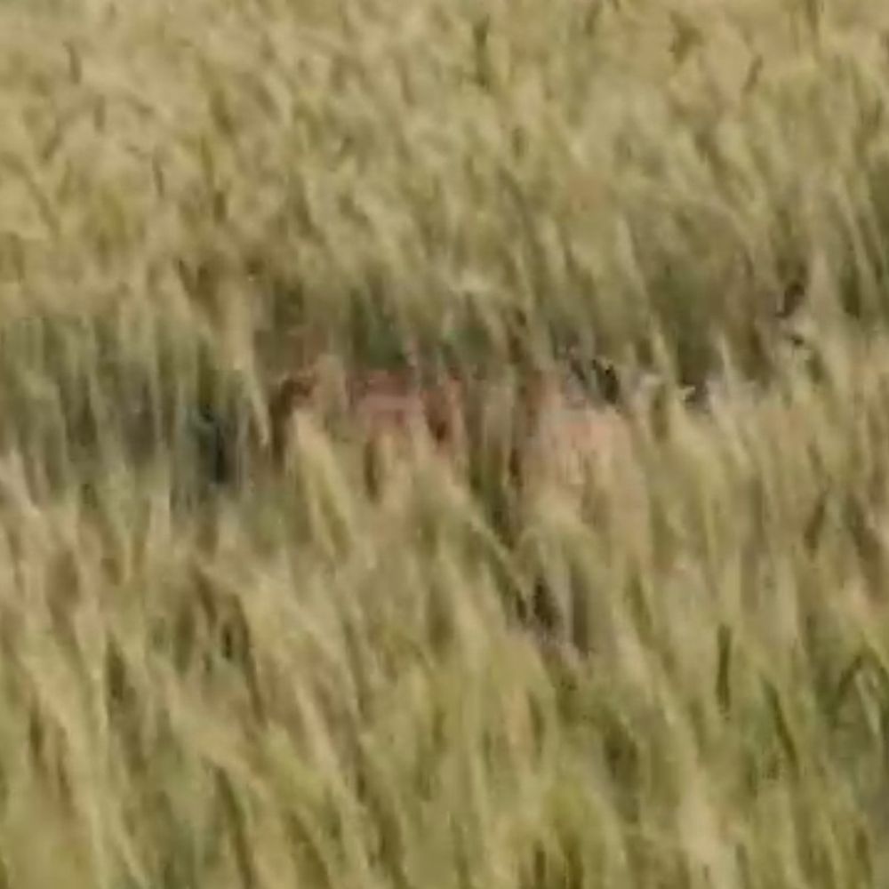 नरकटियागंज में बाघ का शावक दिखा:खेतों में अफरा-तफरी, वन विभाग ने कैंप लगाकर रेस्क्यू शुरू किया, पुलिस-प्रशासन मौके पर तैनात