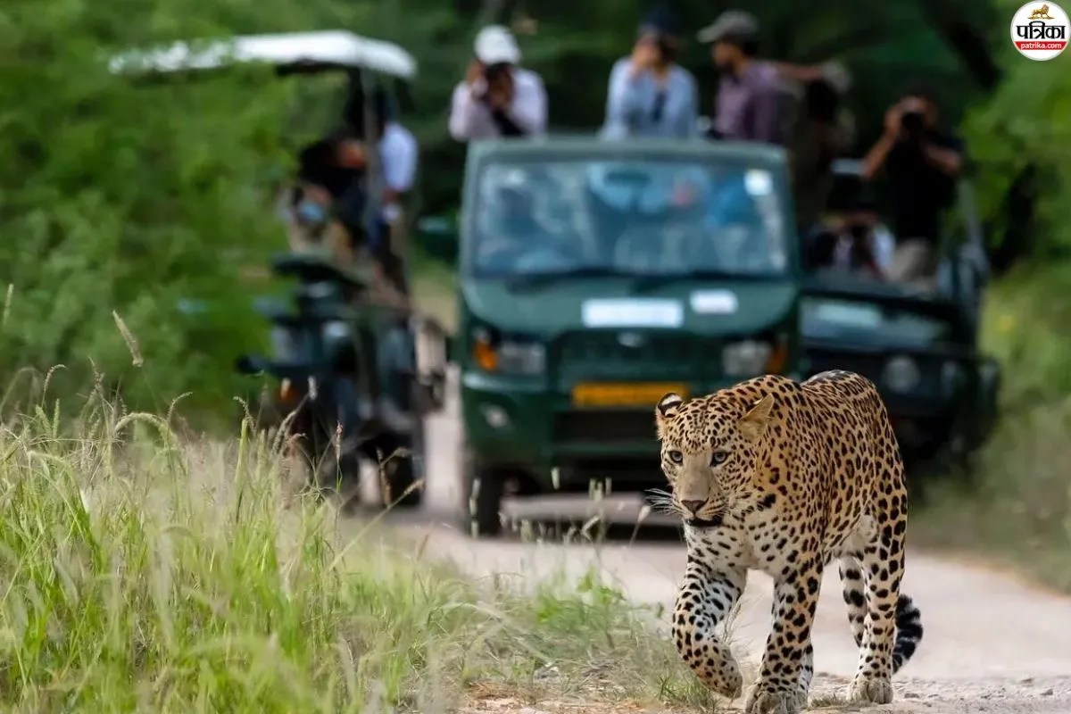 Radio Collar: अब रेडियो कॉलर से लेपर्ड की रियल टाइम ट्रैकिंग, आबादी में घुसपैठ पर लगेगा तुरंत अलर्ट