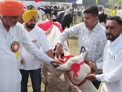 करनाल पशु मेले में चन्नो गाय बनी चैंपियन:77.977 किलो दूध देकर जीता खिताब,मुर्रा में भैंस बाणी ने 31.140 किलो दूध देकर पाया पहला स्थान