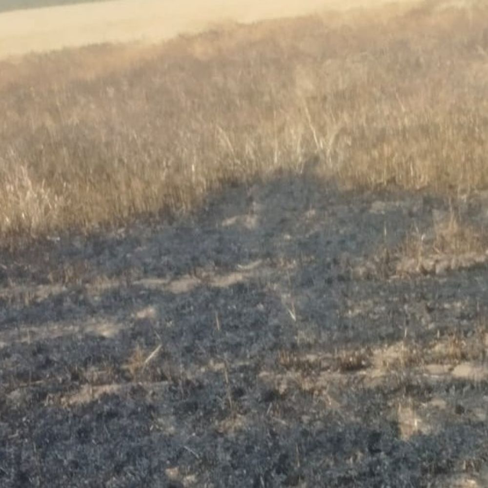 सीहोर के निपानिया खुर्द में खेत में लगी आग:20 क्विंटल गेहूं जला, फायर ब्रिगेड ने पाया काबू