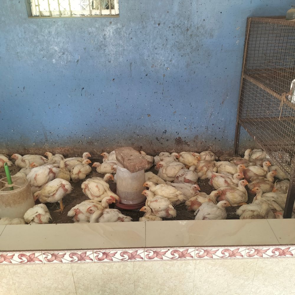 बेगूसराय में बर्ड फ्लू को लेकर चिकन बाजार प्रभावित:जिले में बर्ड फ्लू की पुष्टि नहीं, फिर लोग खरीदने से बच रहे, मटन की मांग बढ़ी