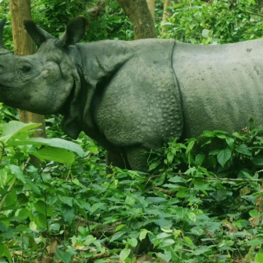 ‘ऑपरेशन गैंडा’ का पहला दिन फेल, दो गैंडे नहीं मिले:दुधवा में 6 गैंडों को जंगल में छोड़ने की योजना; मौसम बना चुनौती, सोमवार को फिर होगा प्रयास