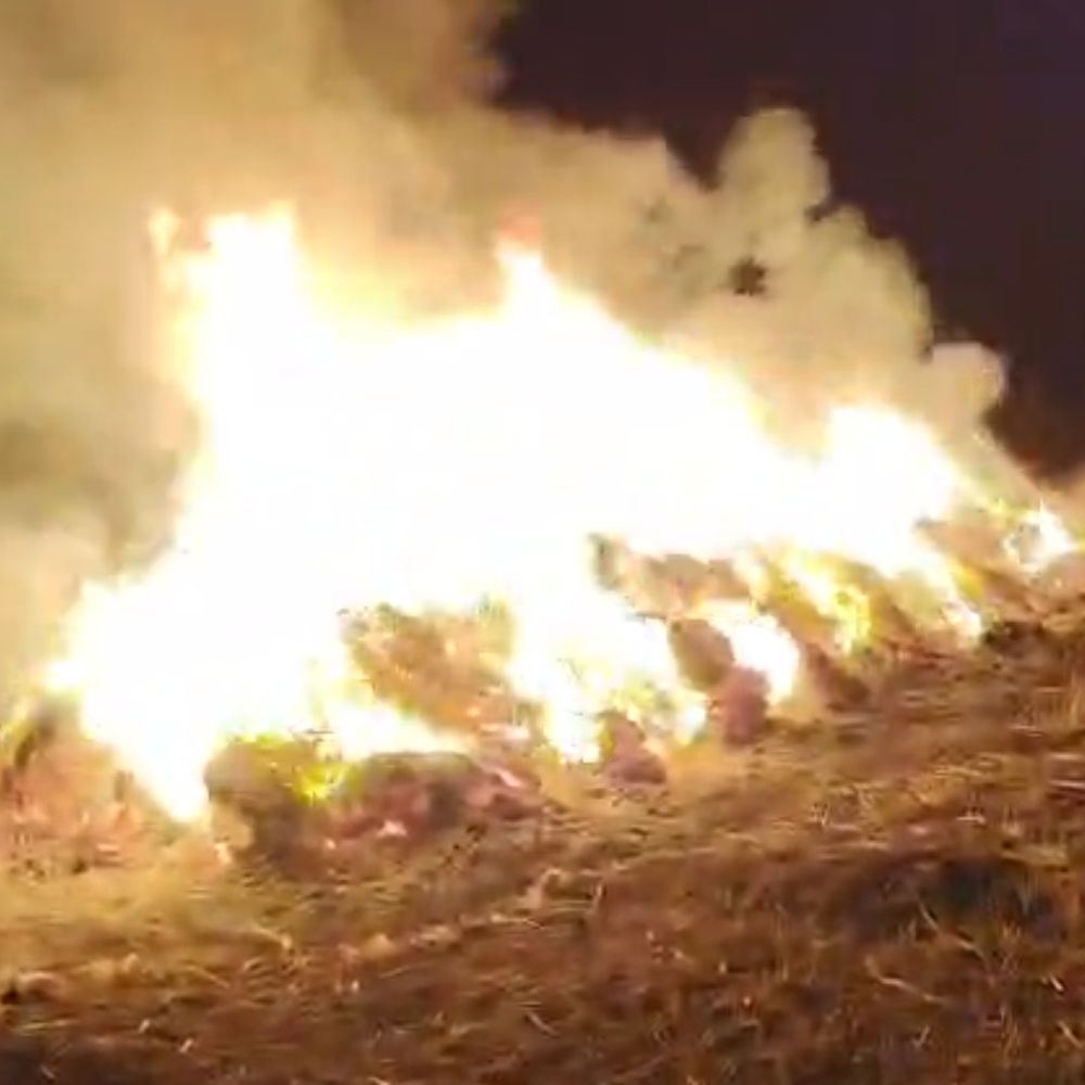 धनिया फसल में लगाई आग, 4 लाख का नुकसान:राजगढ़ के मल्हारपुरा का मामला; विवाद के चलते धमकी देकर फरार हुआ आरोपी