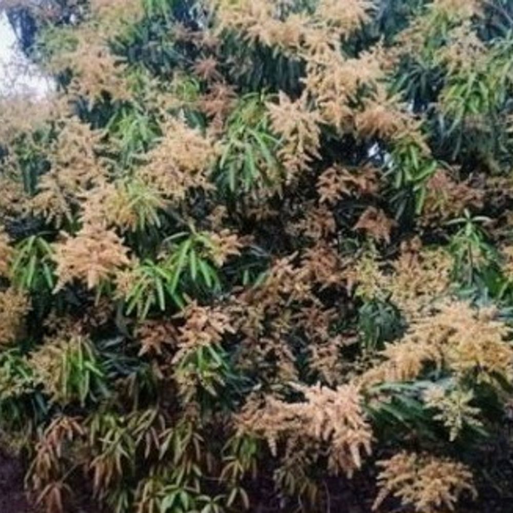 हलसी में आंधी-बारिश से फसलों को भारी नुकसान:गेहूं, दलहन, आम प्रभावित; कई जगह गिरे पेड़