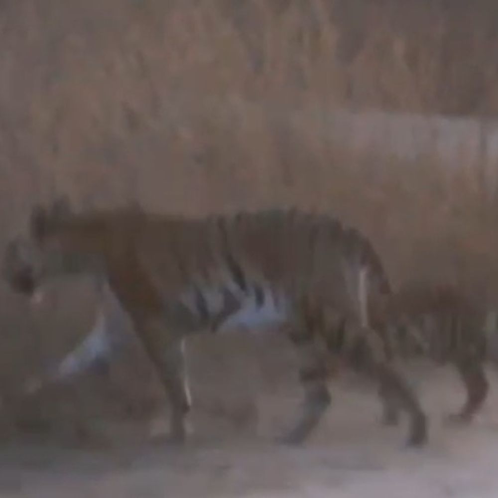 पेंच टाइगर रिजर्व में चार शावकों के साथ दिखी जुगनी:पर्यटकों के सामने वन मार्ग पर आया बाघों का कुनबा; सफारी के दौरान बनाया VIDEO