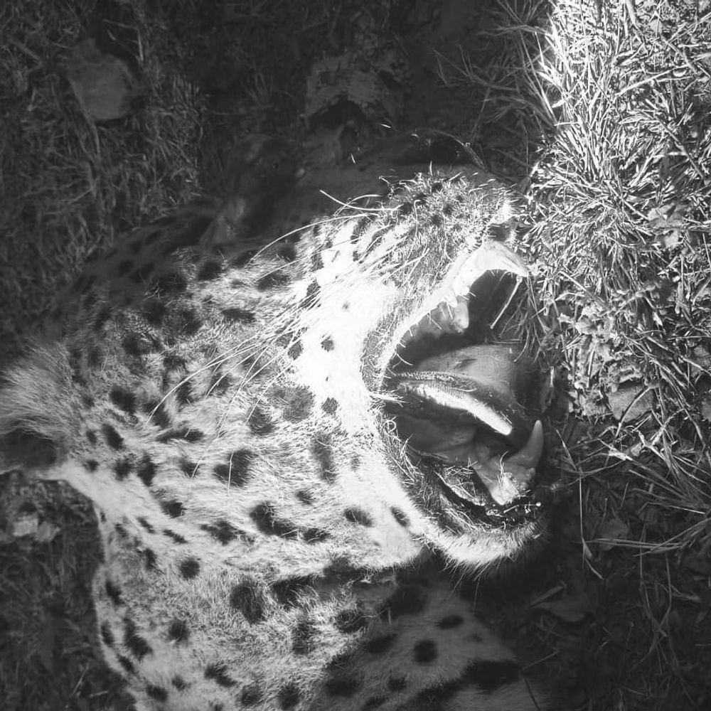 नरसिंहपुर में हाईवे पर तेंदुए का शव मिला:वाहन की टक्कर से मौत की आशंका, 3 साल का था