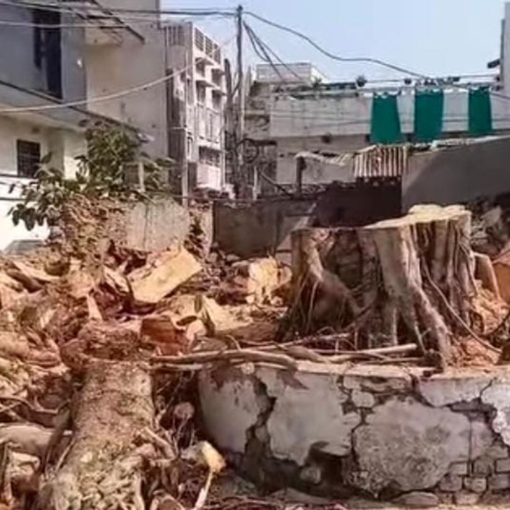 नूरमहल के डेरा संत साधु में बरगद और पीपल का पेड़ काटने पर तीखा विरोध