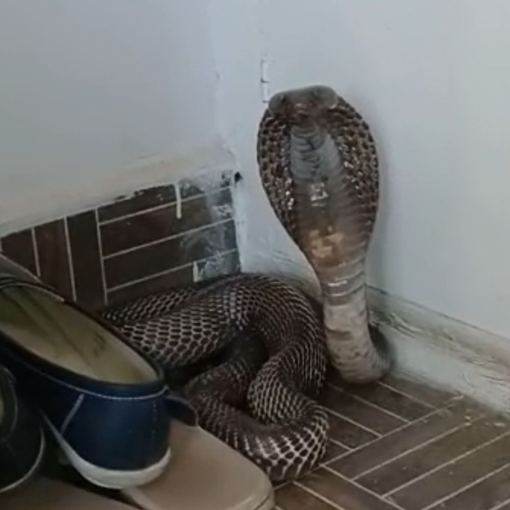 सतना: घर में घुसा कोबरा, फन फैलाकर बैठा:फुफकार सुन दहशत में आया परिवार, सर्प मित्र ने रेस्क्यू कर जंगल में छोड़ा