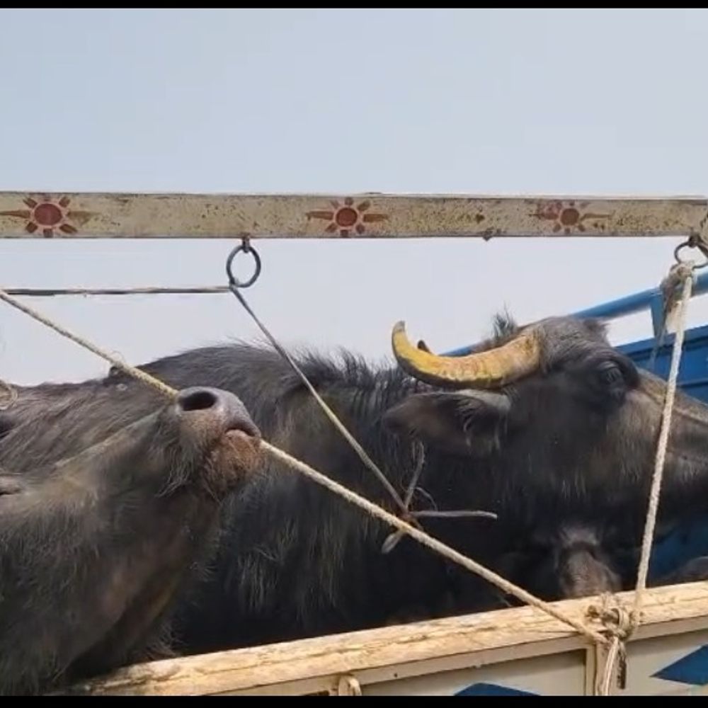 हिर्वाह तिराहा पर पुलिस ने पकड़ी 13 भैंसें:बैढ़न पुलिस ने दो पिकअप जब्त किए, चालक फरार