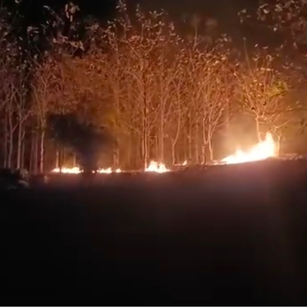 सीधी के जंगल में आग, 7 हेक्टेयर वन क्षेत्र राख:सूचना के बावजूद देर से पहुंचा वन अमला; छोटे पेड़-पौधे नष्ट, सागौन के पेड़ों पर खतरा