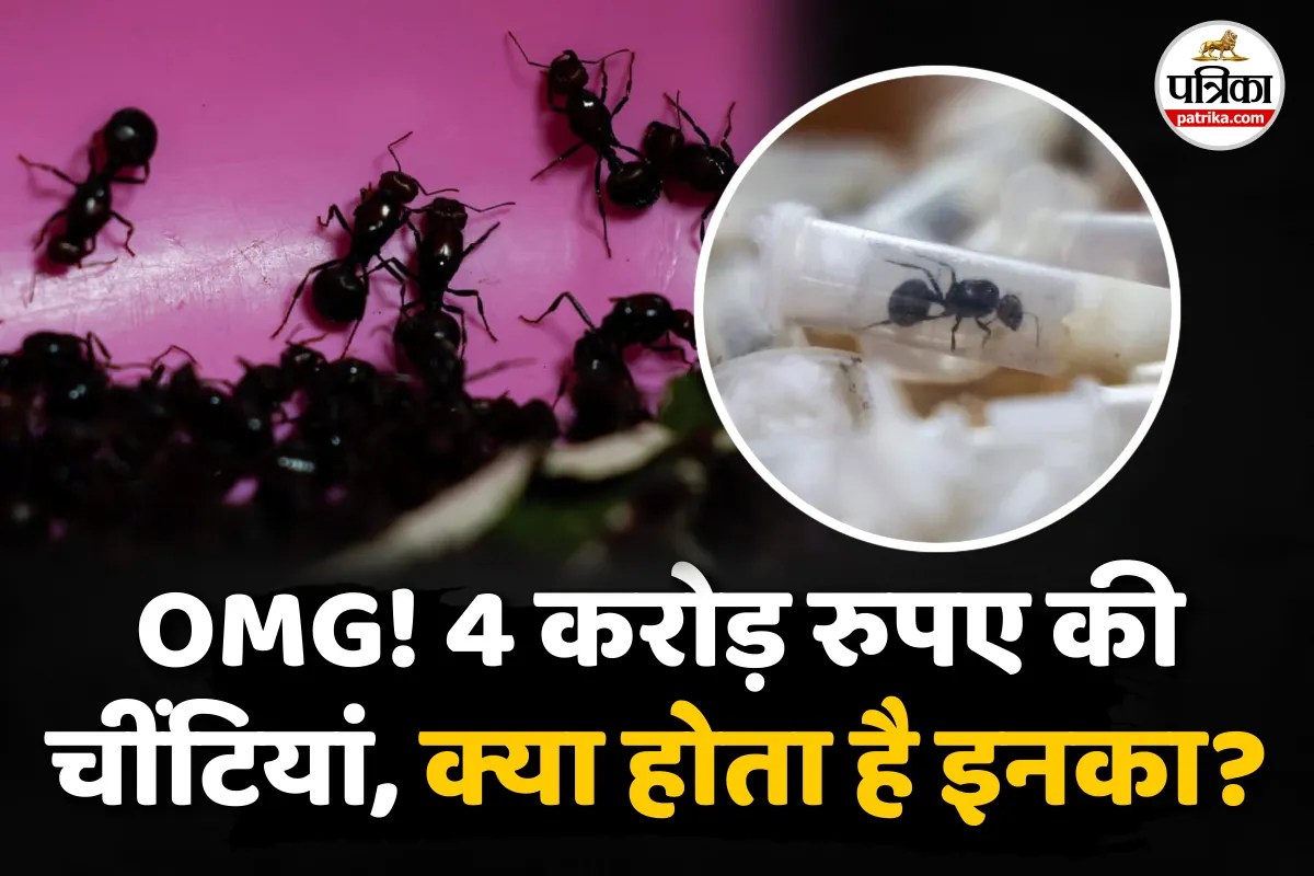 Ants Trafficking : 20 हजार रुपए की एक चीटीं, इंटरनेशनल मार्केट में डिमांड, जानिए क्या होता है इनका