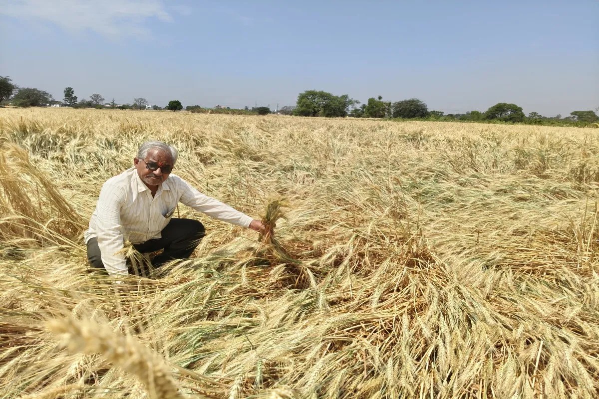 बेमौसम बारिश और ओलावृष्टि से तबाह हुई फसलें