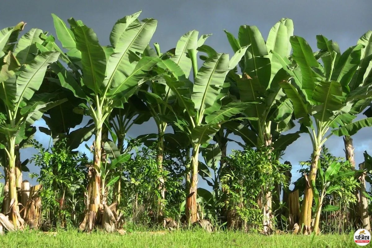 महाराष्ट्र में केला फसल बीमा घोटाला! 250 करोड़ हड़पने की कोशिश, 27 हजार किसानों को नोटिस