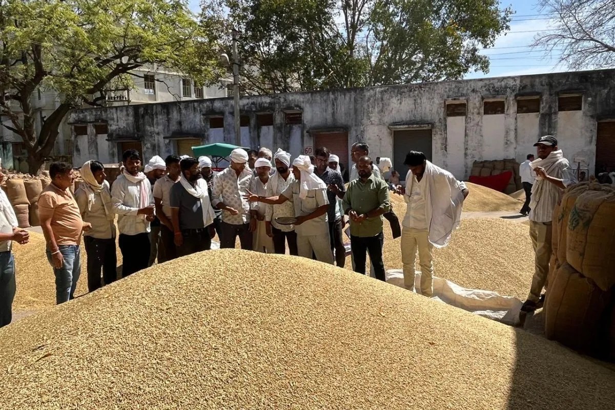 Chomu Mandi : किसानों के लिए खुशखबरी! चौमूं का जौ पहुंचा बीयर फैक्ट्रियों में, मंडियों में बढ़ी मांग, ताजा भाव जानें