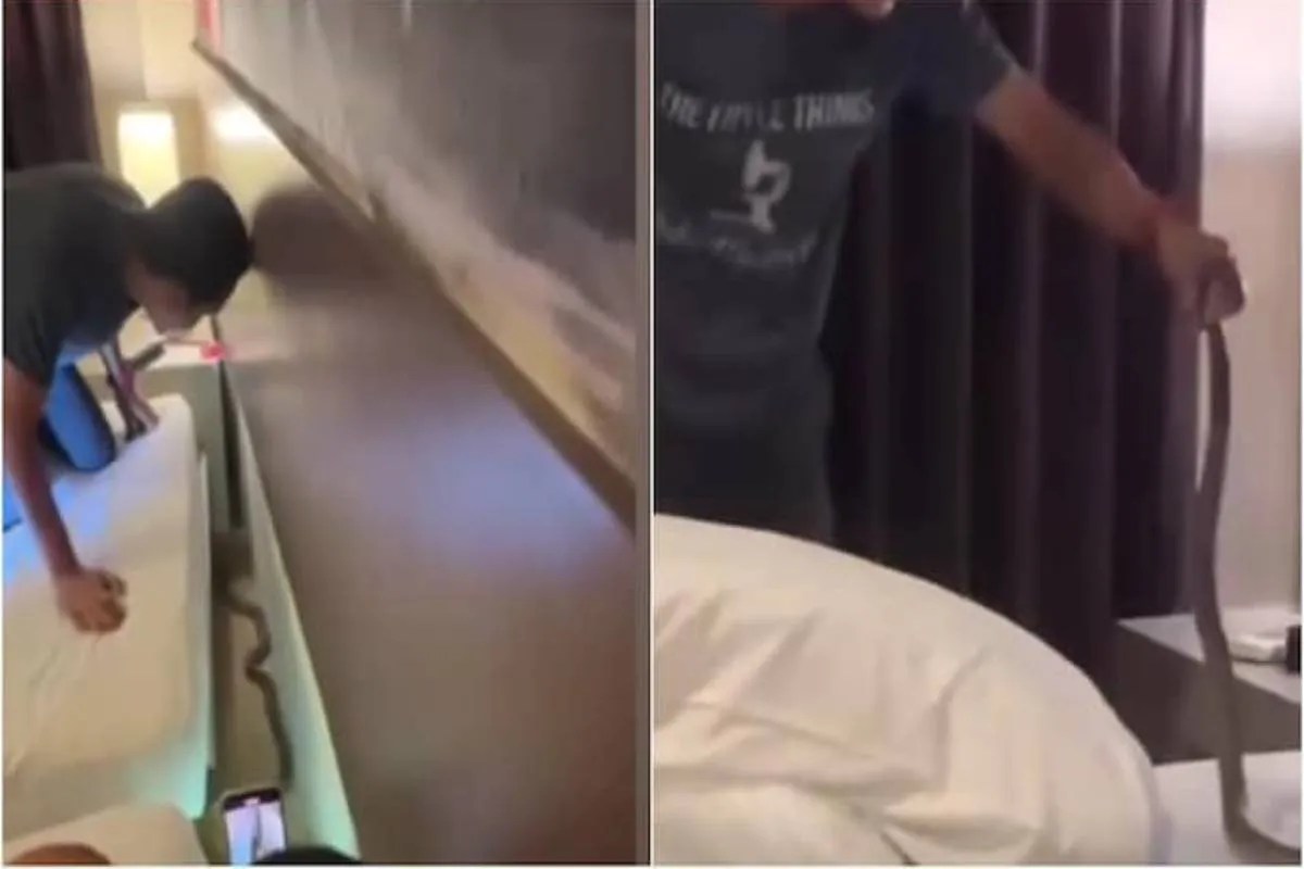 होटल के बंद कमरे में रोंगटे खड़े करने वाला मंजर, बिस्तर पर जहरीले सांप के साथ बीती रात ,देखें वीडियो