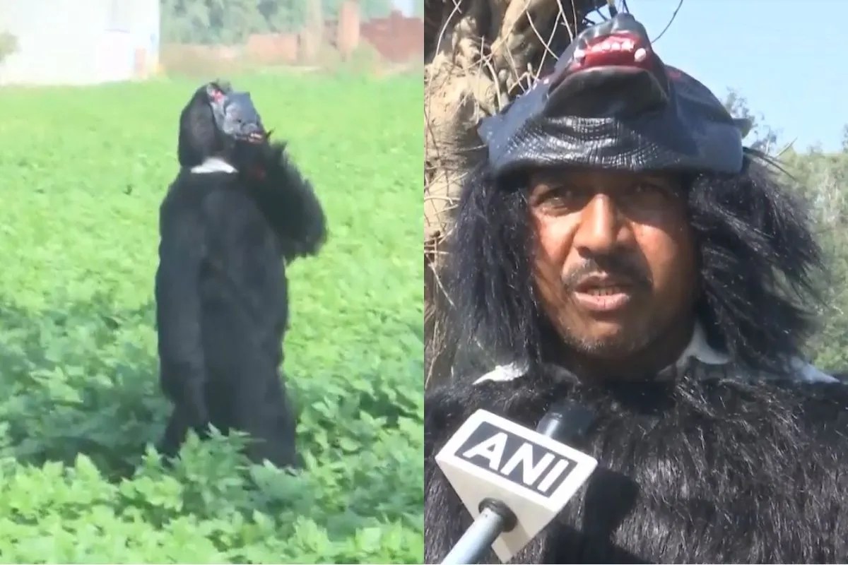 फसल बचाने की जद्दोजहद, भालू बनकर खेत में घूम रहे यूपी के किसान