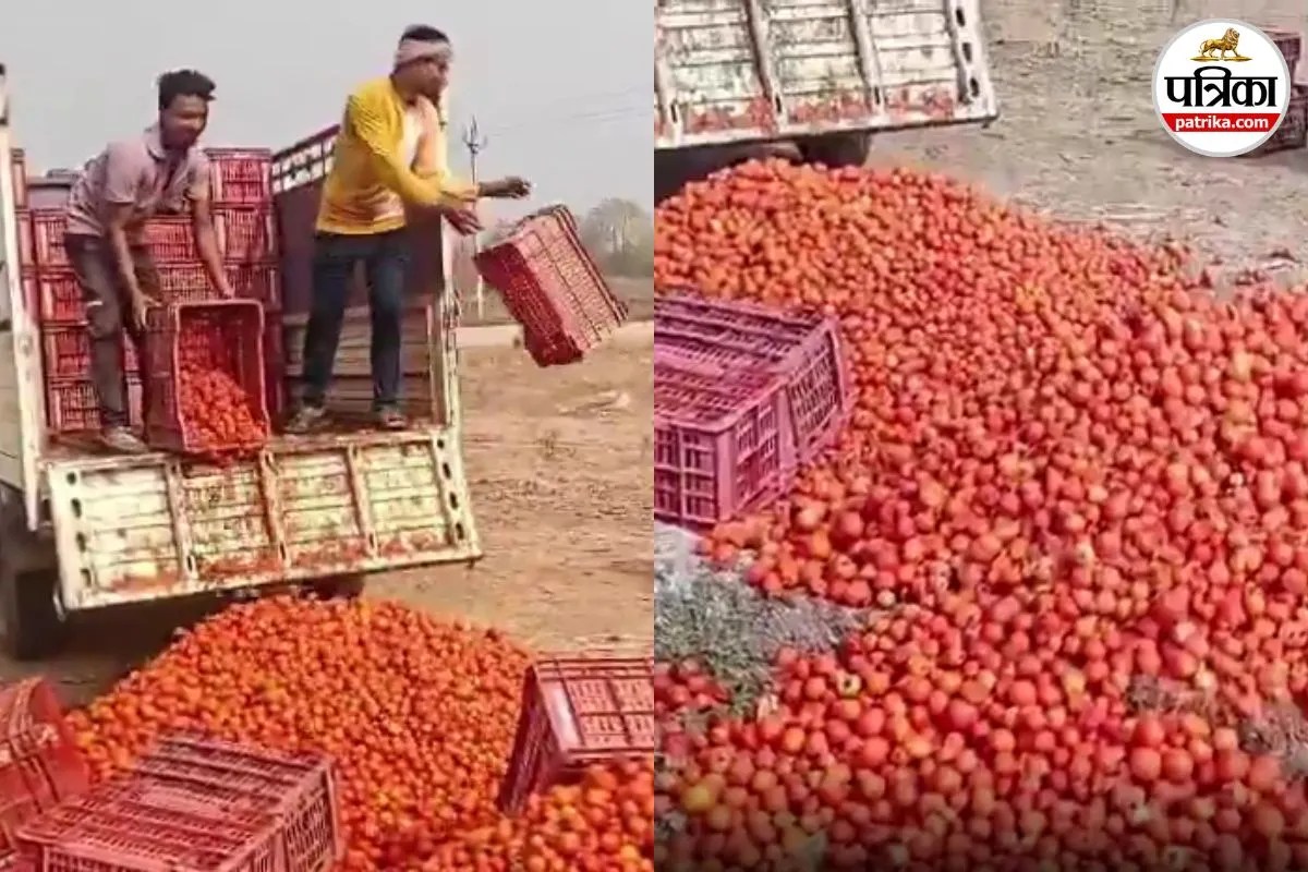 Tomato Price Crash: टमाटर की कीमतों में भारी गिरावट! नाराज किसान ने मंडी के बाहर फेंकी फसल, देखें Video