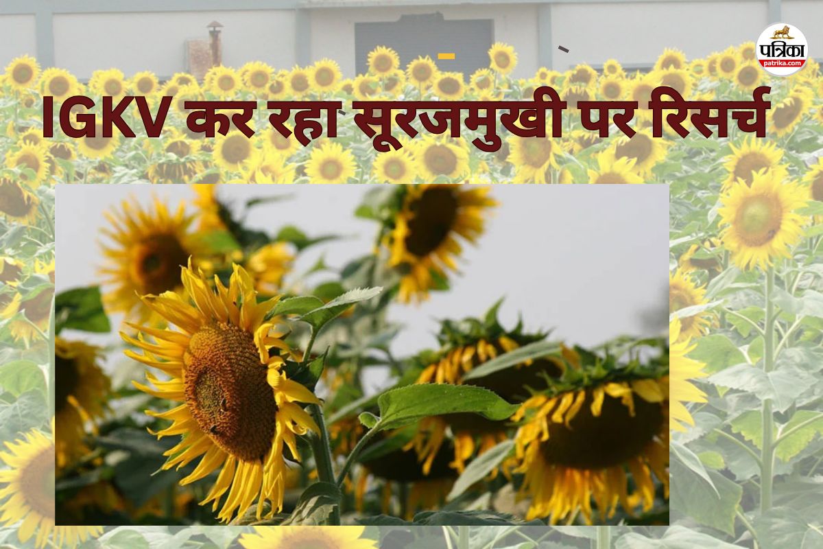 छत्तीसगढ़ में सूरजमुखी की खेती को बढ़ावा! IGKV में 16 हाइब्रिड किस्मों का परीक्षण, किसानों के लिए नई उम्मीद…