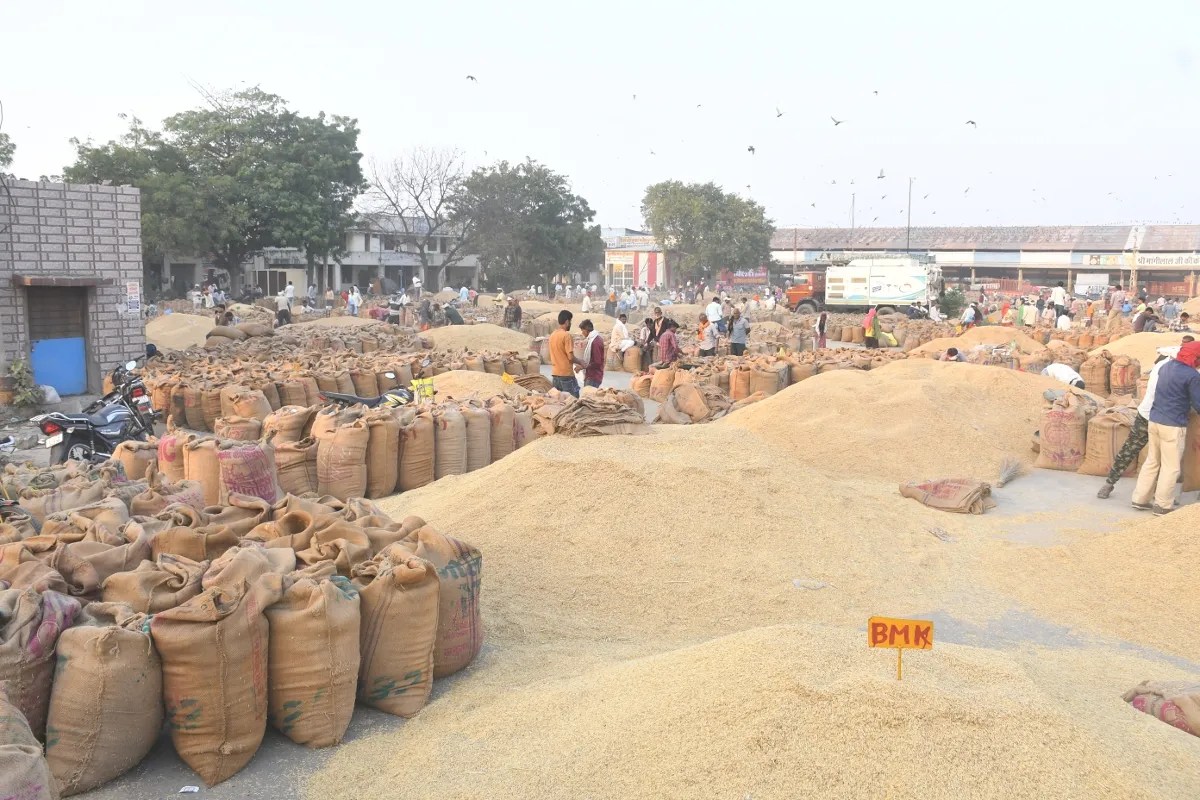 Kota Mandi Bhav : धान, सोयाबीन, सरसों तेज