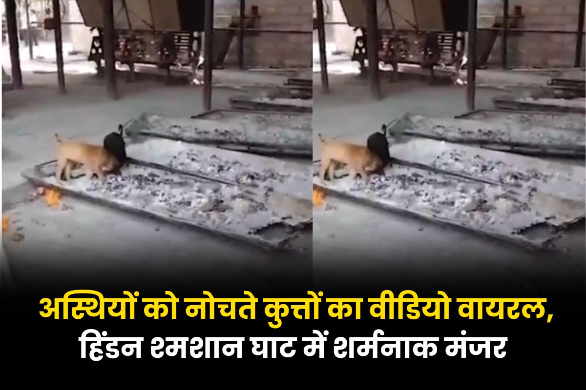 अस्थियों को नोचते कुत्तों का वीडियो वायरल, हिंडन श्मशान घाट में शर्मनाक मंजर…नगर आयुक्त से कार्रवाई की मांग