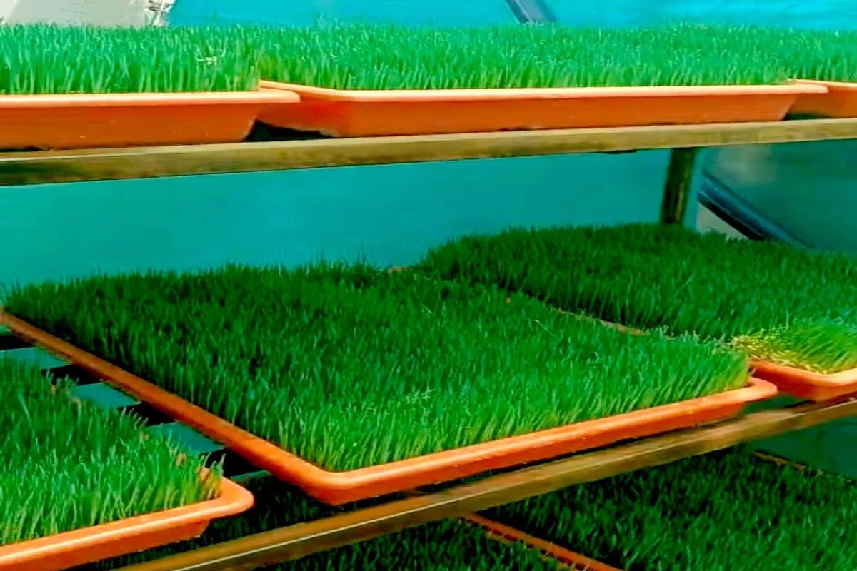 #Ratlam में तैयार होता हाइड्रोपोनिक तकनीक से पौष्टिक हरा चारा