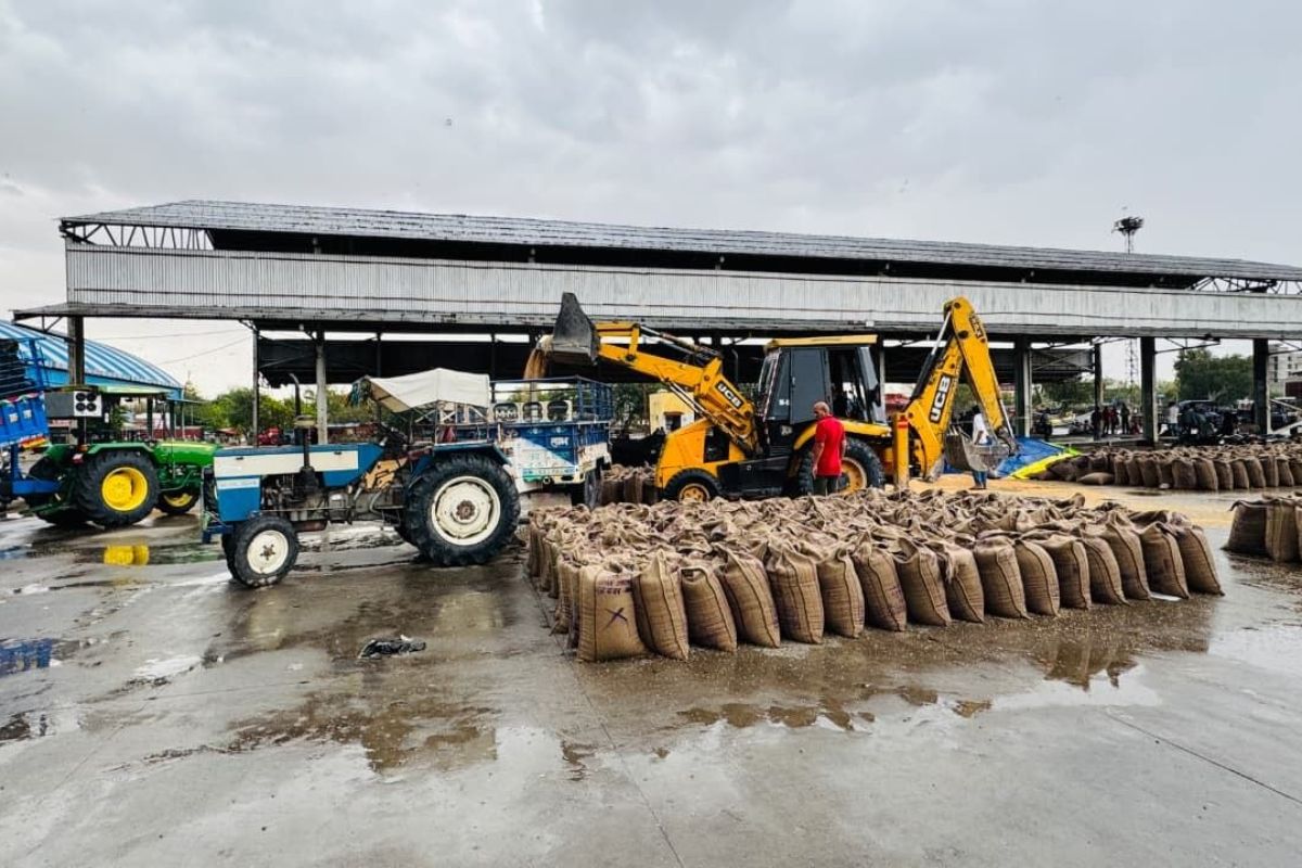 Heavy Rain: भामाशाह मंडी में भीगा 25000 बोरी अनाज, गेहूं और लहसुन को नुकसान, गुणवत्ता पर पड़ेगा असर