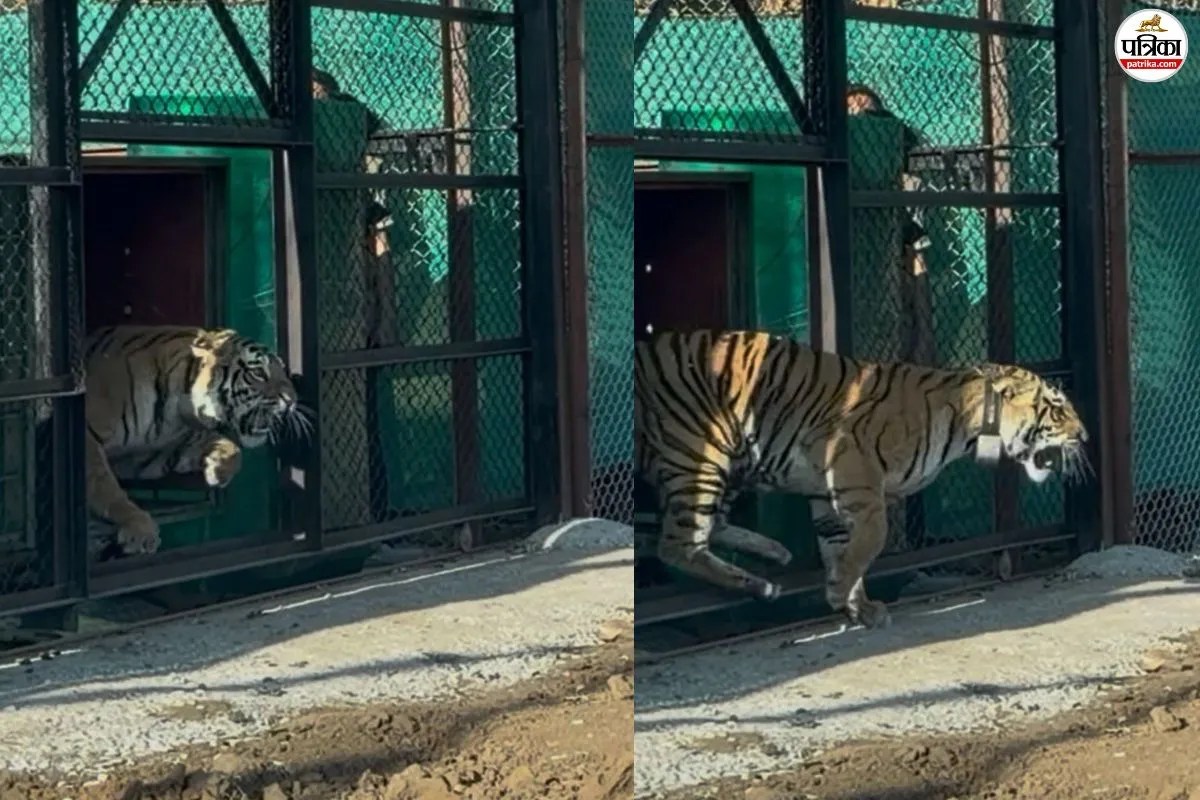 Rajasthan: मुकुन्दरा की धरा पर परदेसी बाघिन का मंगल प्रवेश, ऐसे तय किया 700 किमी का लंबा सफर