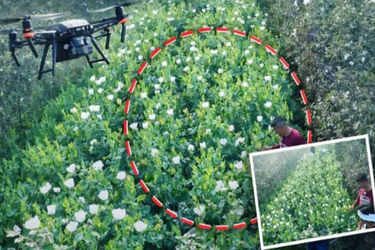 चुपके से हुई मुखबिरी…3 एकड़ में फल व फूल के बीच लहलहा रहा थी ‘अफीम’