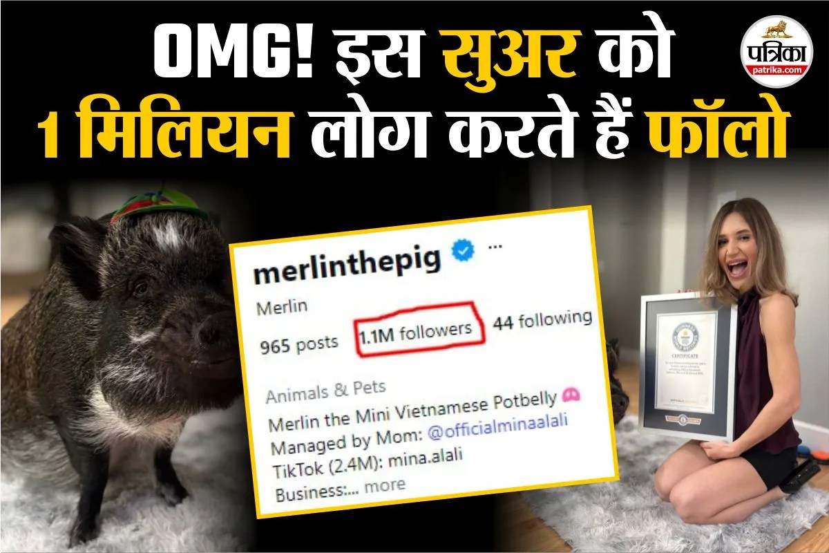 Pig 1m Instagram Followers : इस सुअर के 1 मिलियन हैं इंस्टाग्राम फॉलोअर्स, दुनिया भर में प्रसिद्ध, बना डाला वर्ल्ड रिकॉर्ड