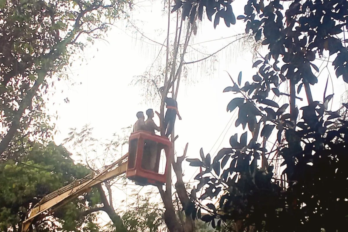 सहजन तोड़ने पेड़ पर चढ़ा युवक, अचानक 11 हजार वोल्ट लाइन से चिपका… पेड़ और तार के बीच लटकता रहा शव, मचा हड़कंप