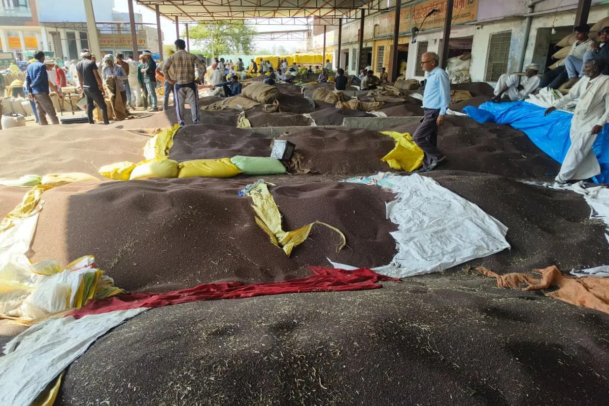 Sarso Mandi Bhav: मंडी में सरसों की बंपर आवक जारी, 5000 कट्टे आ रहे प्रतिदिन, 6500 रुपए प्रति क्विंटल बिक रही