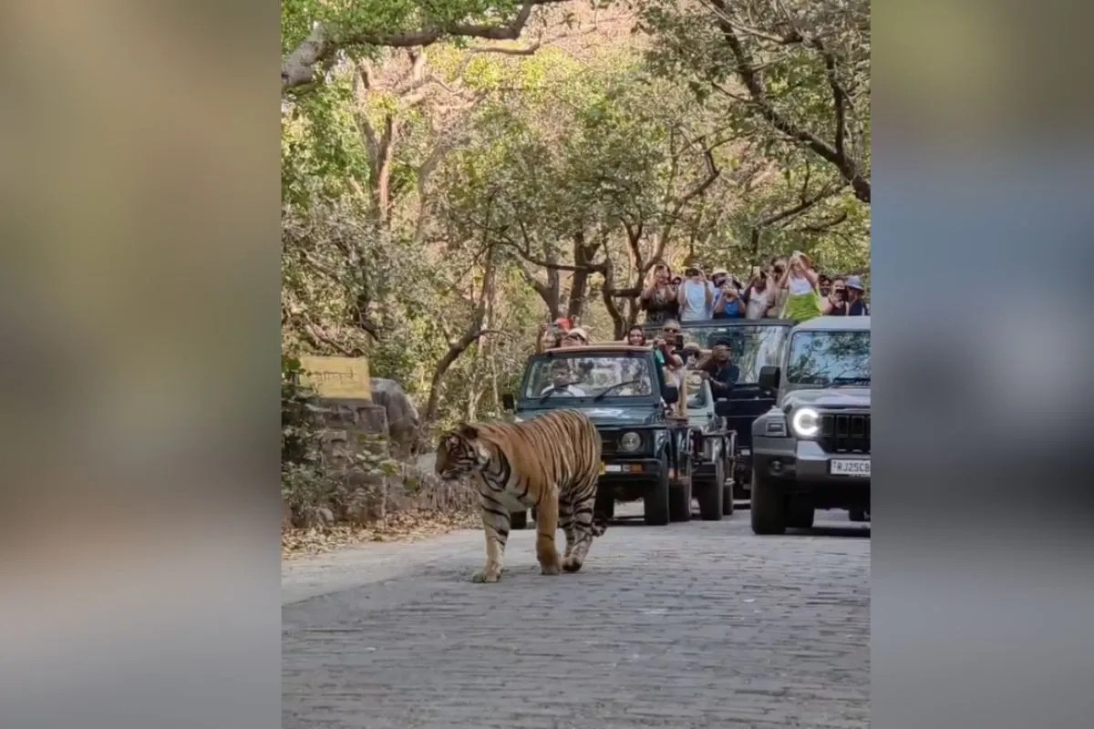 त्रिनेत्र गणेश मार्ग पर बाघ की चहलकदमी, एक घंटे तक गाड़ियों के सामने घूमता रहा, वाहनों की लगी लंबी कतार