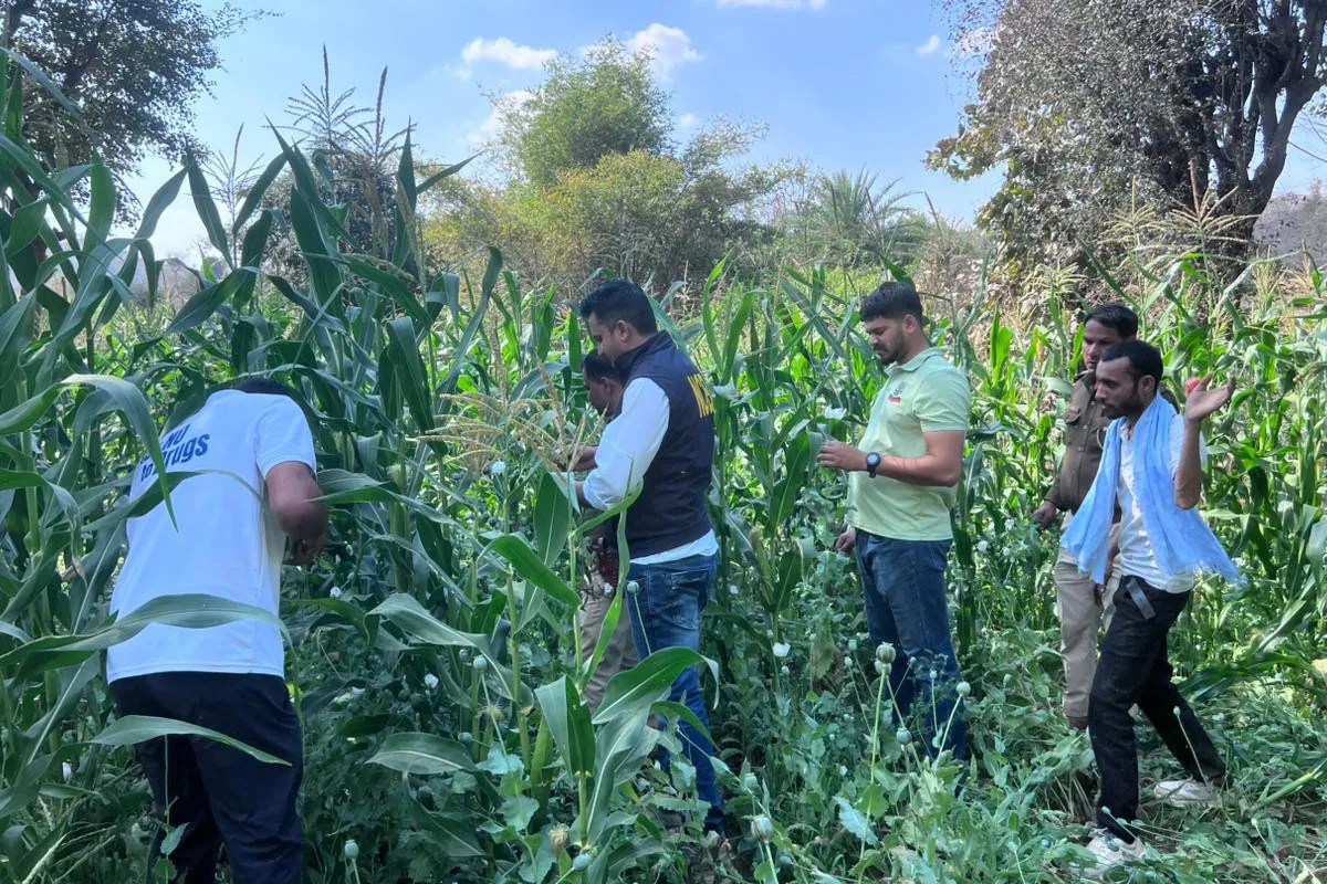 Udaipur: 3 गांवों में ताबड़तोड़ छापेमारी ने मचा हड़कंप, 170 एकड़ खेत से मिली 275 करोड़ की हैरान कर देने वाली चीज