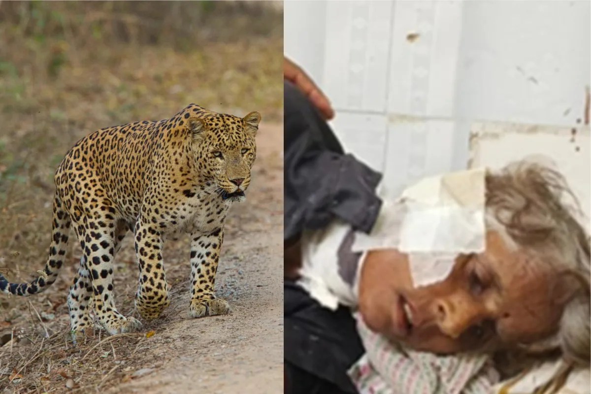 भरतपुर में तीन मिनट तक महिला की गर्दन दबोचे रहा लेपर्ड, घसीटने की कोशिश; फिर ऐसे बची जान