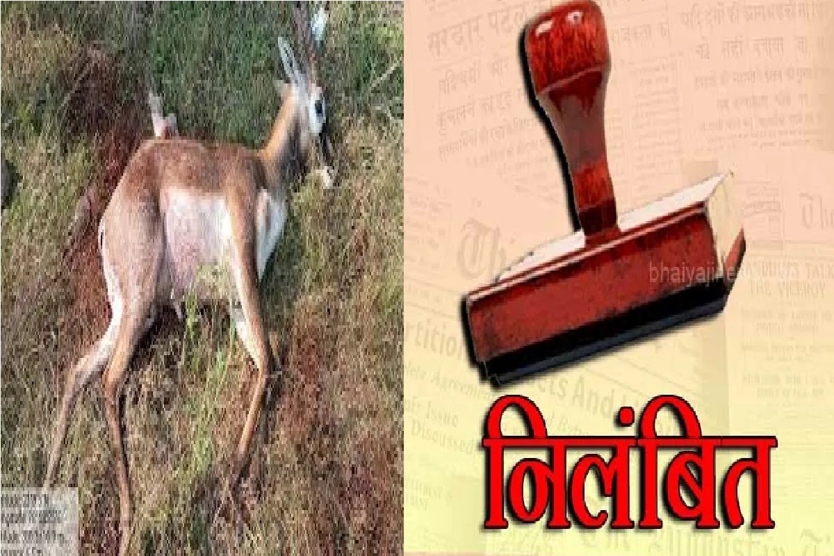 15 हिरणों की हिरणों की मौत के बाद अधिकारियों पर गिरी गाज, प्रभारी समेत 4 कर्मचारी निलंबित…