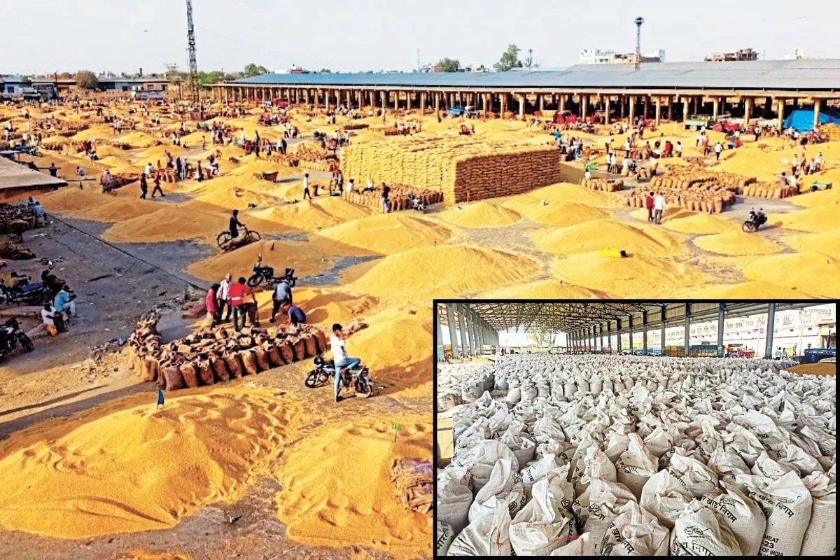 Baran: 2.13 लाख हैक्टेयर में गेहूं की रेकॉर्ड बुवाई, 10 लाख MT उत्पादन की उम्मीद, जानें कब से शुरू होगी MSP पर खरीद