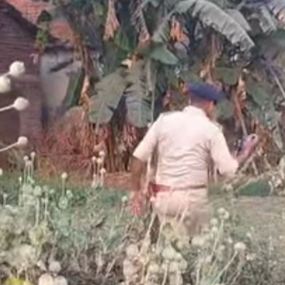 कोली गांव में अफीम की अवैध खेती का खुलासा:8 डिसमिल जमीन पर पुलिस ने फसल नष्ट की, केस दर्ज