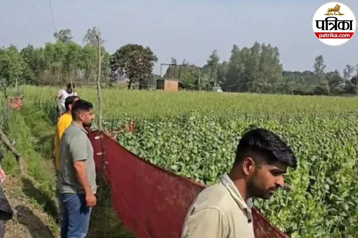 यूपी के इस जिले में अवैध अफीम की खेती का भंडाफोड़, एएनटीएफ की छापेमारी में फसल बरामद… आरोपी फरार, मुकदमा दर्ज