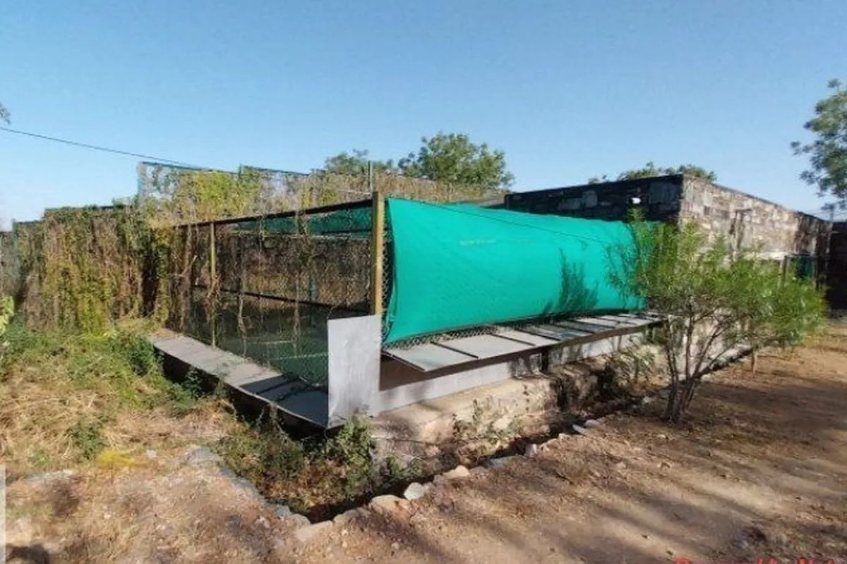 गर्मी में वन्यजीवों की वीआईपी केयर, मेन्यू में आइसक्रीम और तरबूज की तरावट