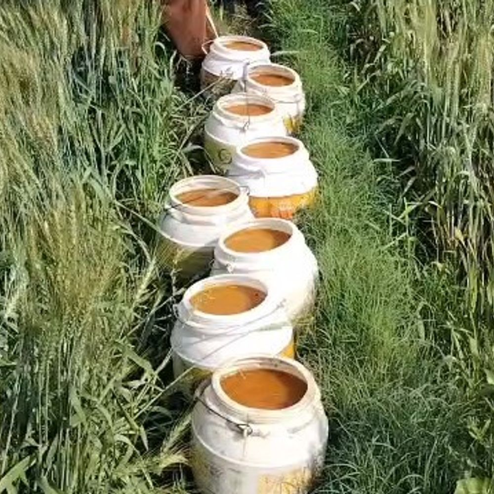 जलालाबाद में एक्साइज और पुलिस की छापेमारी:3 हजार लीटर लाहन- अवैध शराब कराई नष्ट, जमीन में छिपाकर रखी थी