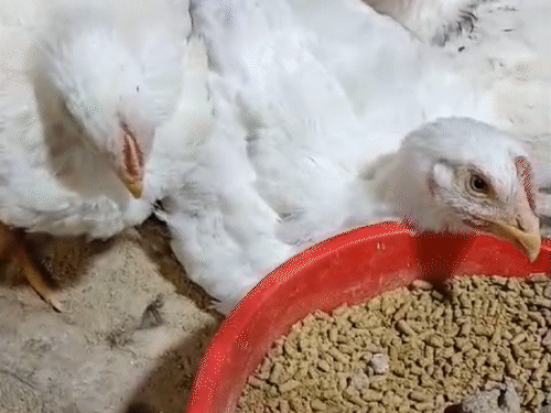 बिलासपुर के सरकारी पोल्ट्री-फार्म में 5 हजार मुर्गा-मुर्गियों की मौत:नष्ट किए गए,बर्ड फ्लू की आशंका, भोपाल लैब भेजे जाएंगे सैंपल, 5KM दायरा संवेदनशील घोषित