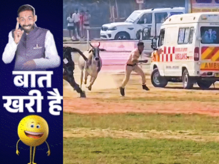 बैल ने लिया पुलिसवालों का फिटनेस टेस्ट:मंत्री ने तय की CM फेस के लिए डिग्री, डॉक्टर का ठुमका ट्रेंड में!