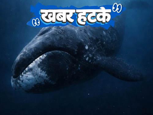 खबर हटके- इंसानों की उम्र दोगुना करने वाला जीव:कार के बाद अब बाइक भी अपने आप चलेगी; तीखा खाना खिलाने पर रेस्टोरेंट पर केस