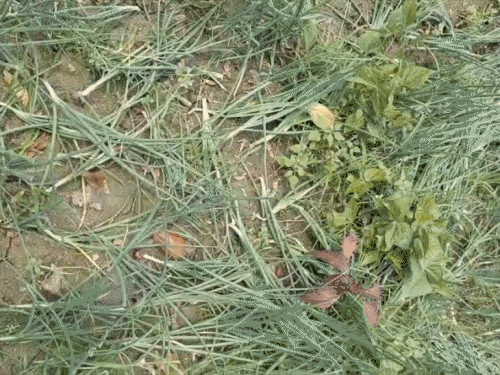 झारखंड में बेमौसम बारिश का फसलों पर असर:खीरा और ककड़ी जैसे फसलों के फूल झड़े, आम के मंजर भी हुए बर्बाद, नई फसलों को लाभ