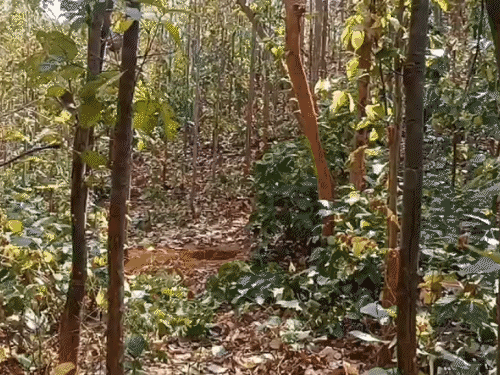 सारंडा में सर्च ऑपरेशन के दौरान IED ब्लास्ट:कोबरा के असिस्टेंट कमांडेंट घायल, जवानों ने तत्काल निकाला, रांची एयरलिफ्ट की तैयारी