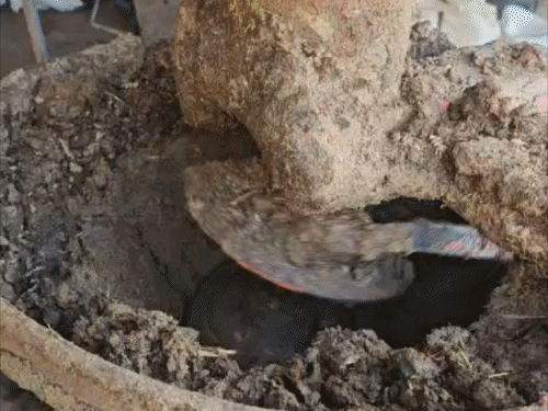 गोबर से बनी लकड़ी से जलेगी होलिका:कोडरमा गौशाला की पहल, 80% गोबर और 20% बुरादा से होता है तैयार, कीमत ₹10/केजी