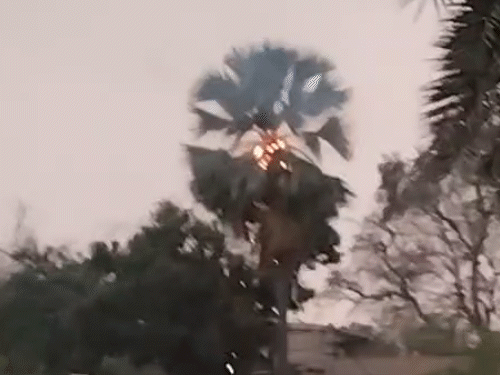 ठनका गिरने से ताड़ के पेड़ में लगी आग; VIDEO:मुजफ्फरपुर में बारिश के बीच आकाशीय बिजली गिरी, प्रत्यक्षदर्शी बोले- लगा धमाका हुआ