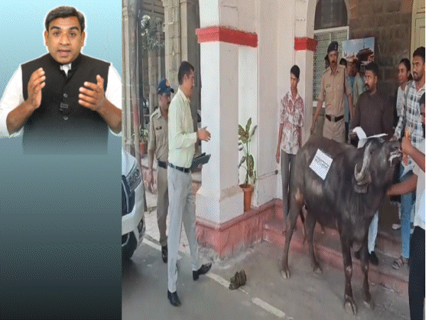 जब कलेक्टर का भैंस से हुआ सामना:पूर्व मंत्री ने तालियों से कराया सीएम का ध्यानाकर्षण; सुपरवाइजर का मुंह किया काला